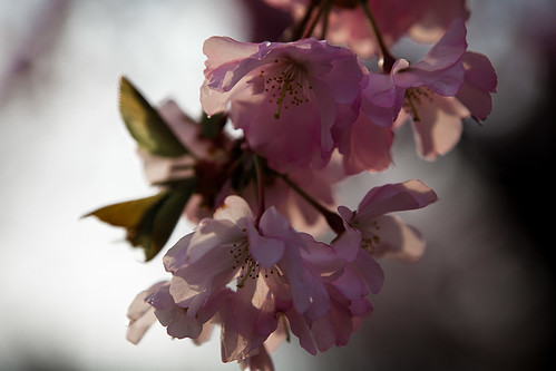 Cherry Blossoms Light to Dark