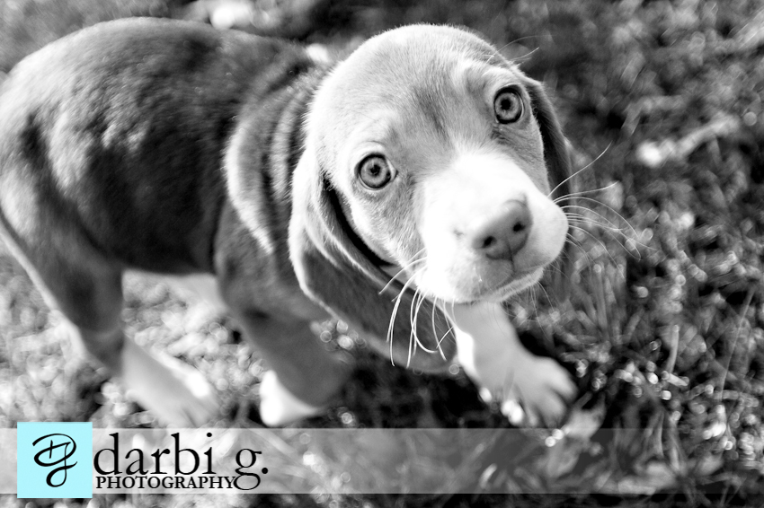 Darbi G photography-dog puppy photographer-_MG_9792-bw