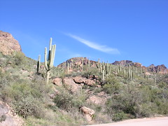 Saguaro Dot the Apache Trail