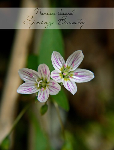 Narrow-leaved Spring Beauty