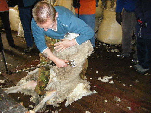 Falkland Shearing1