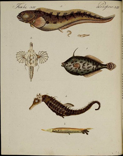 fish + seahorse
