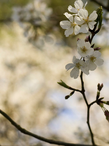 cherry blossom cropped