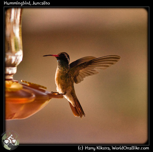 Hummingbird, Juncalito