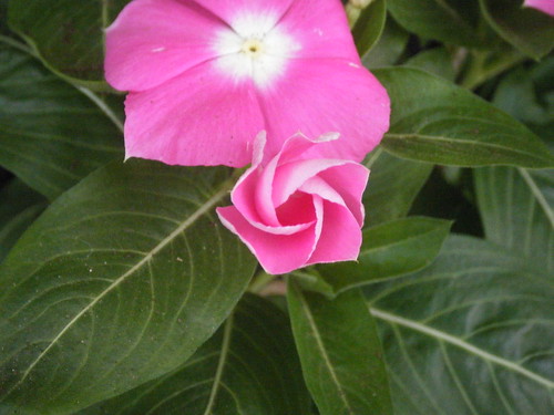 Pink Vinca flower