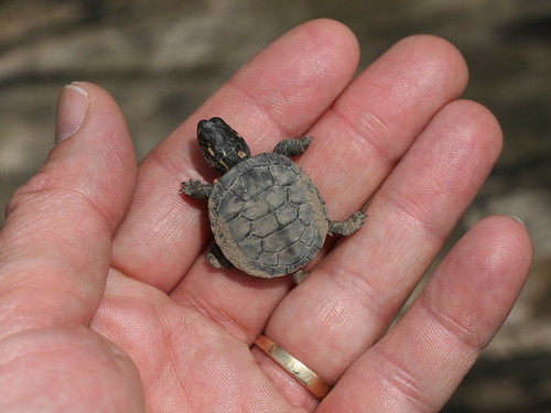 Painted Turtle (Chrysemys picta) Hatchling