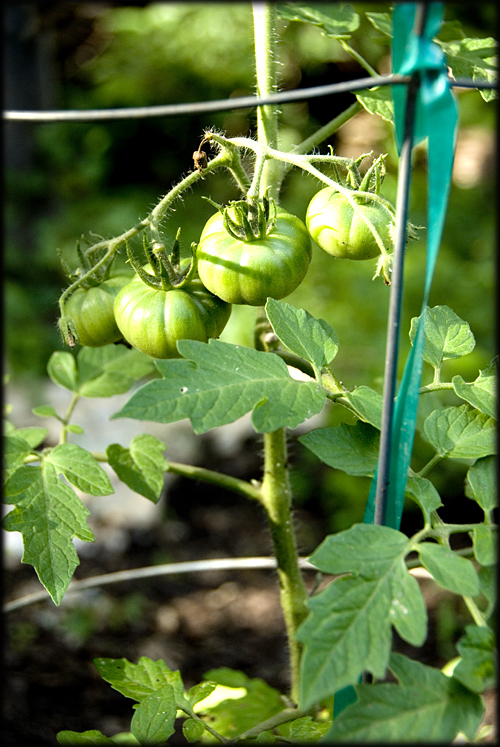 baby-green-tomatoes