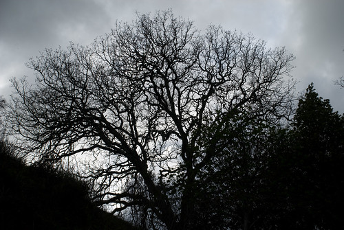 Gloomy Day, Gloomy Tree