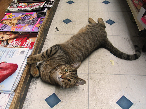 Kiosk cat, Park Slope Brooklyn