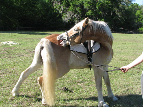 funny horse videos. Funny Horse Pictures,