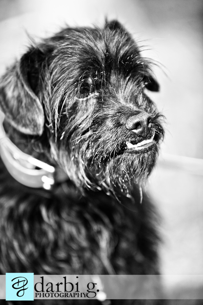 Darbi G photography-dog puppy photographer-_MG_9733-Edit