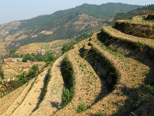Corn growing in terraces on the mountain.