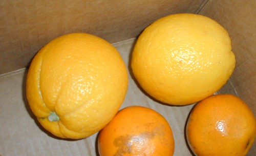 Salvaged Oranges