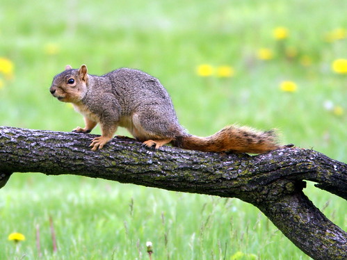 Fox Squirrel 20090510