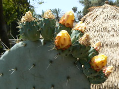 Blooming cactus in the courtyard garden of San Gabriel Mission