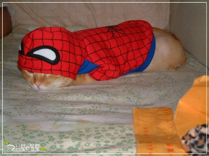 Spider-Cat_02.jpg