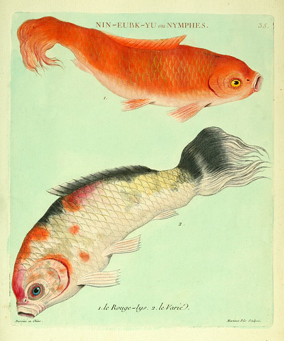 018-El lis rojo y el Variado-Histoire naturelle des dorades de la Chine-Martinet 1780