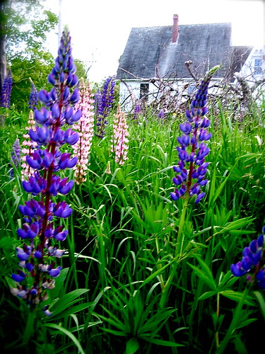 Most of our wild lupines are purple, but we also have some pink and some white ones.