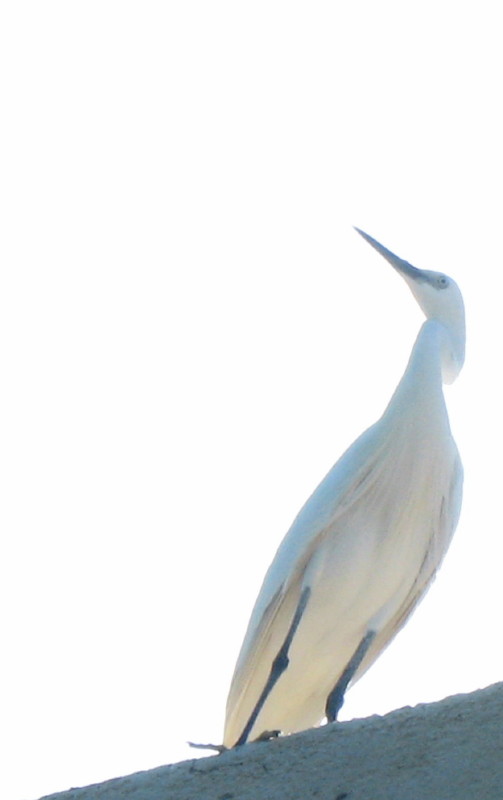 19-6-2009-mr-egret
