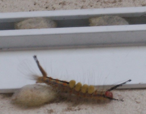 Fir Tussock Moth Caterpillar with Cocoons