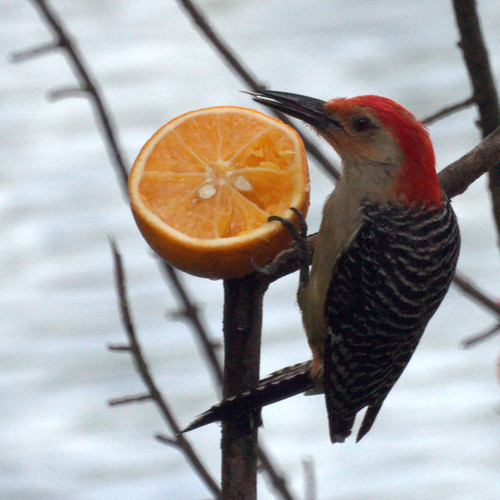 Red Bellied Woodpecker Eating an Orange