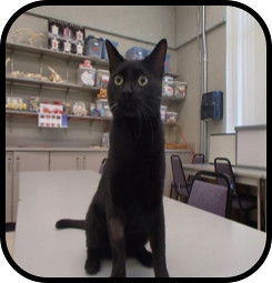 Saturn is a 3-year-old male black with white ring domestic shorthair