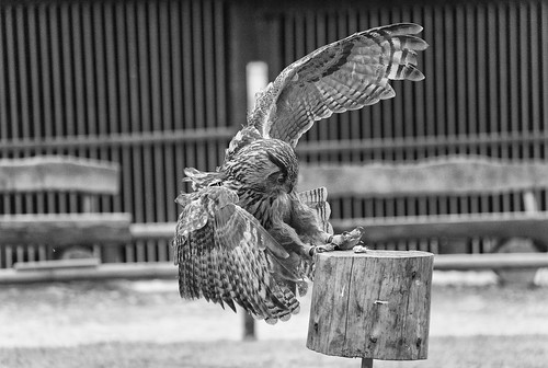 Eagle Owl Approaching III