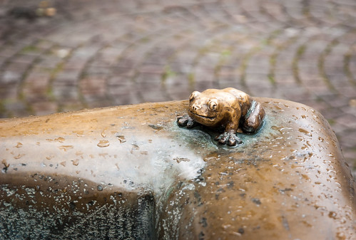 Heidelberg Frog ©  Konstantin Malanchev