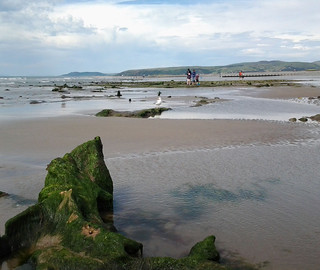Trees stumps and peat exposed by low tides at Borth