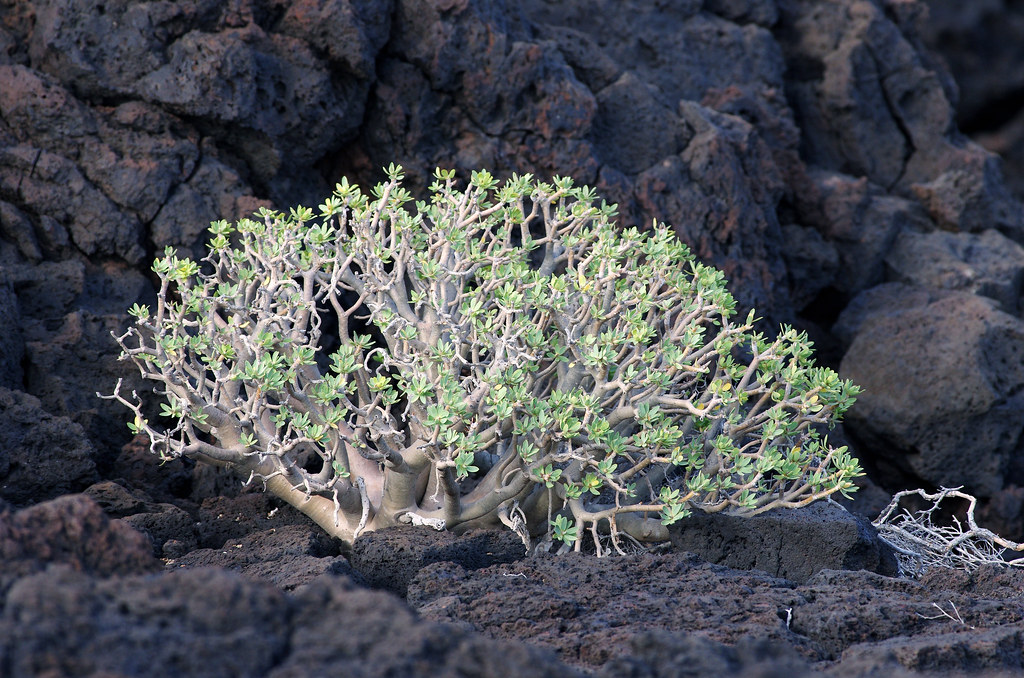 Euphorbia balsamifera by -Dop-, on Flickr