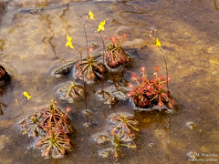 Drosera amazonica & Utricularia subulata <a style="margin-left:10px; font-size:0.8em;" href="http://www.flickr.com/photos/148015128@N06/32791555726/" target="_blank">@flickr</a>