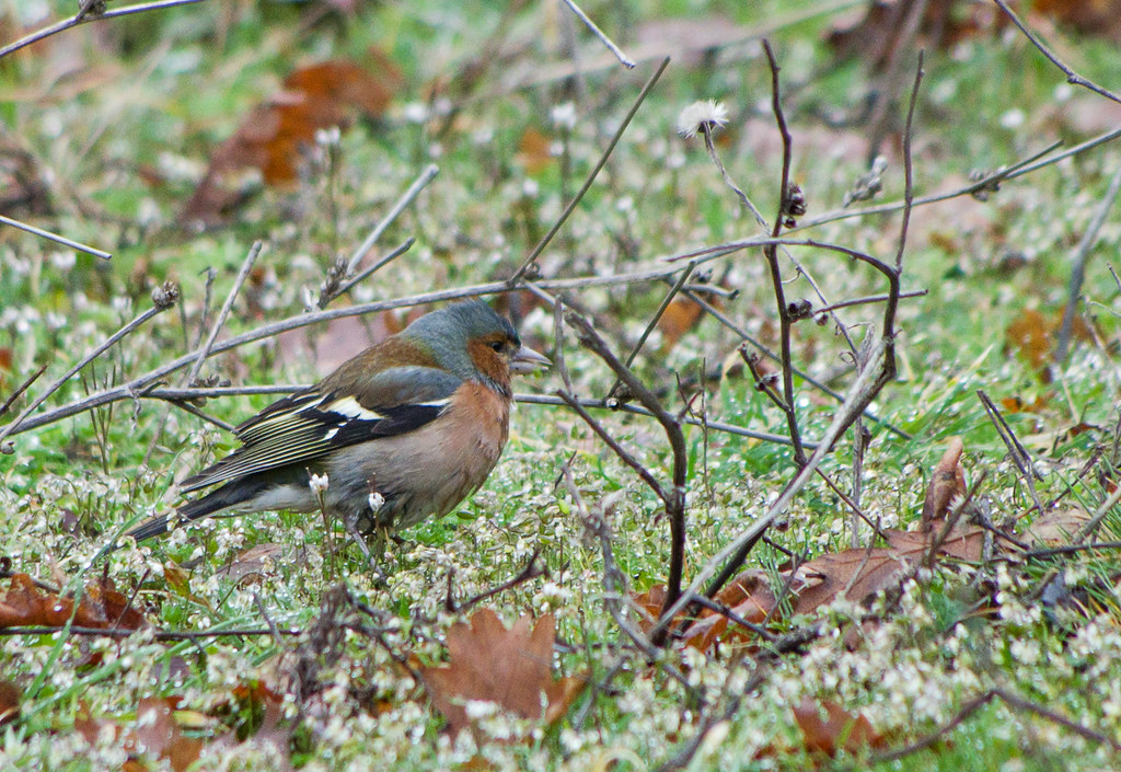 : Common Chaffinch /  /  