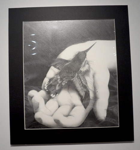 LWNHS - Hummingbird in Hand by Mary Ciszek
