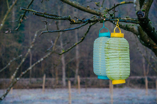Lanterns in Winter