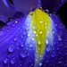 blaue Schwertlilie - Iris germanica - Iris Azul.  Flor de Iris azul. El Lirio EspaÃ±ol o Iris xiphium.