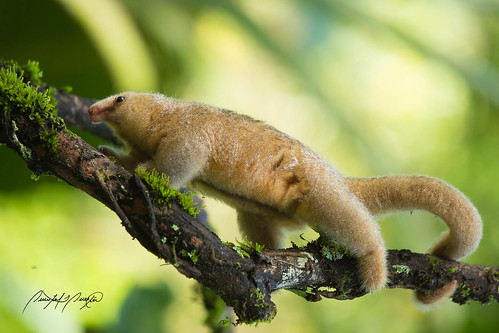 Silky Anteater by Quinten Questel, on Flickr