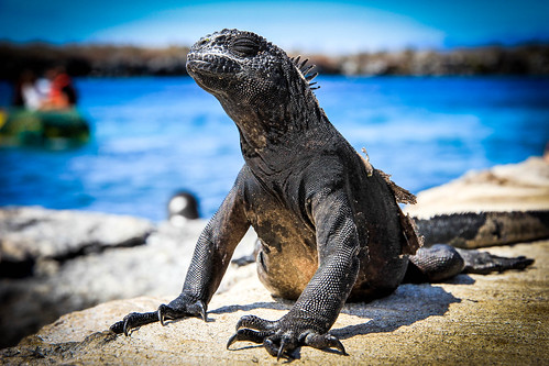 Galapagos marine Iguanas
