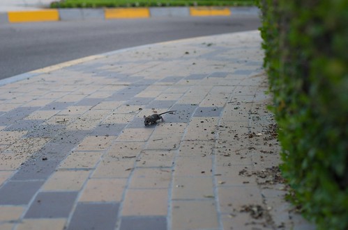 Abu Dhabi street fellow :) ©  Still ePsiLoN