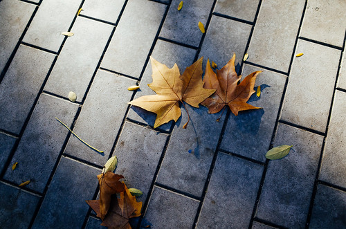 Yellow maple leaves in Odesa ©  Tony