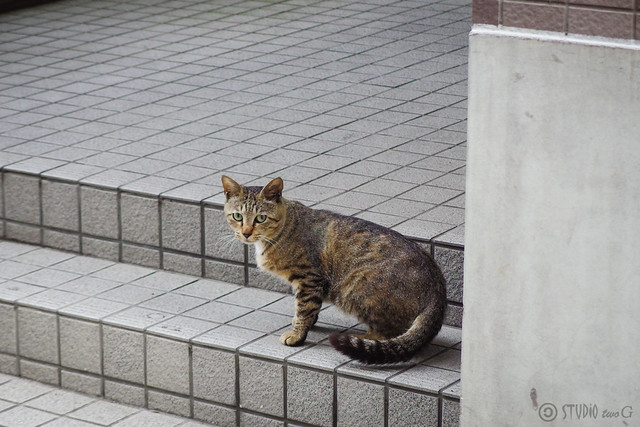 Today's Cat@2014-05-30