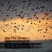 Starling Murmuration over West Pier, Brighton