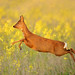 Roe Deer Leaping