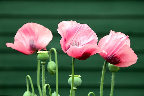 trois fleurs de pavot / three poppies ©  OliBac