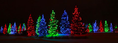 Trees of Christmas