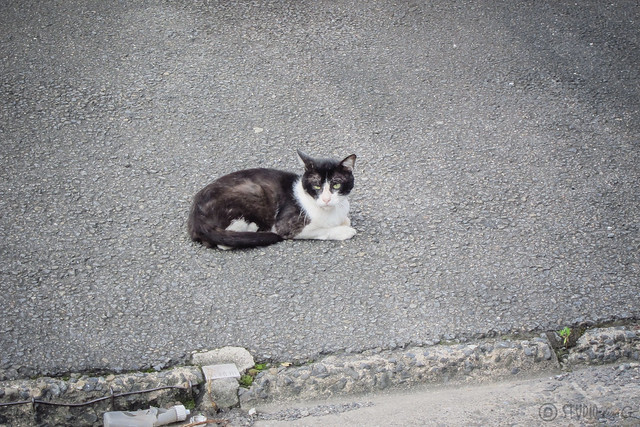 Today's Cat@2013-08-07