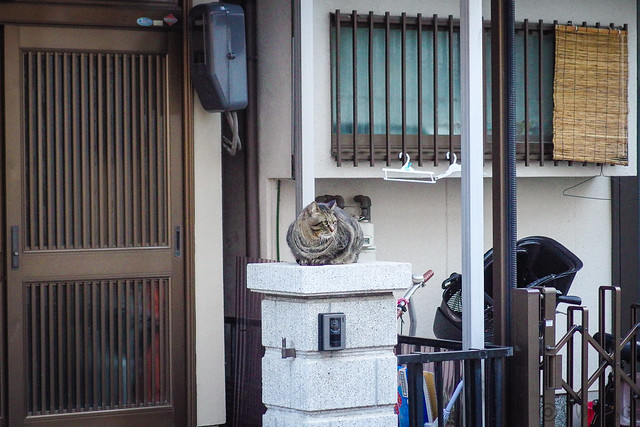 Today's Cat@2014-02-21