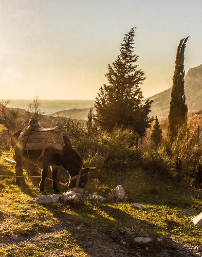 Landscape with donkey ©  Raymond Zoller