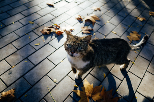 Autumn Cat in Odesa ©  Tony