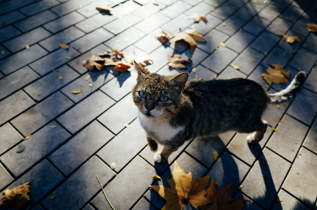 : Autumn Cat in Odesa