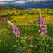 Lupine comes to the fore as balsamroot fades